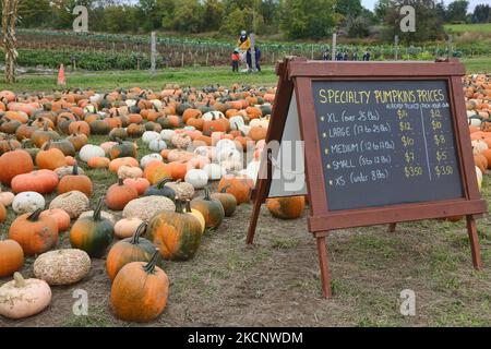 Variety of pumpkins at a farm in Maple, Ontario, Canada, on September 30, 2021. (Photo by Creative Touch Imaging Ltd./NurPhoto)