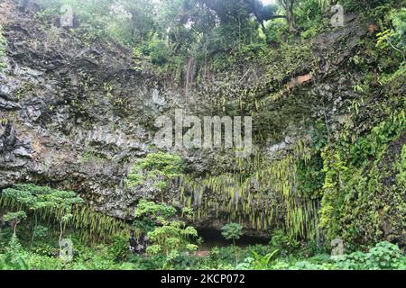 The fern grotto is a popular tourist attraction on the island of Kauai, Hawaii, USA. (Photo by Creative Touch Imaging Ltd./NurPhoto) Stock Photo