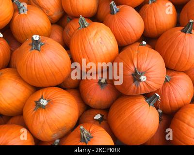 Pumpkins outside a store during the Autumn season in Markham, Ontario, Canada, on October 15, 2021. (Photo by Creative Touch Imaging Ltd./NurPhoto)