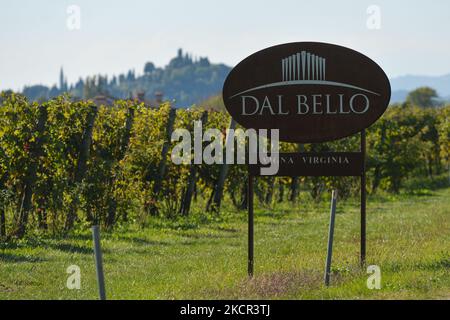 Dal Bello vineyards in Fonte Alto, Treviso Province. On Sunday, October 17, 2021, in Bassano del Grappa, Veneto, Italy. (Photo by Artur Widak/NurPhoto) Stock Photo