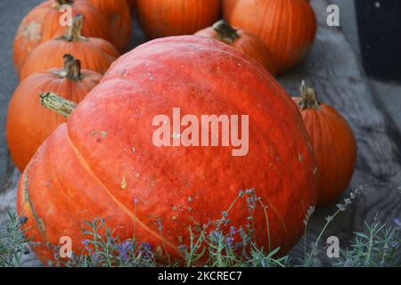 Pumpkins during the Autumn season in Markham, Ontario, Canada, on October 20, 2021. (Photo by Creative Touch Imaging Ltd./NurPhoto)