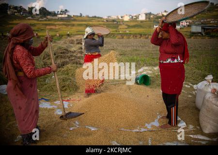 Nepal Crops Rice Nepalese farmers harvest rice from paddy fields during harvesting ...