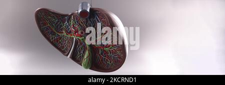 Visual anatomical model of human liver showing liver pathologies and ...
