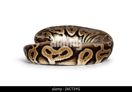 Side view curled up Ballpython aka Python regius, isolated on white background. Stock Photo