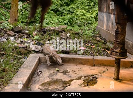 A wild Bengal monitor lizard (Varanus bengalensis) is entering the human territory (locality) under a house tubewell from the jungle for food-water and searching at Tehatta, West Bengal; India on 02/11/2021. (Photo by Soumyabrata Roy/NurPhoto) Stock Photo