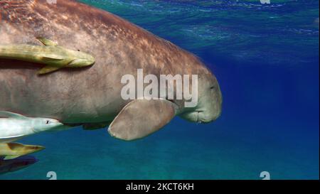 Dugong. Baby dugong from the bay of Mars Mubarak Dugongo. Sea Cow in Marsa Alam. Marsa Mubarak bay. Stock Photo