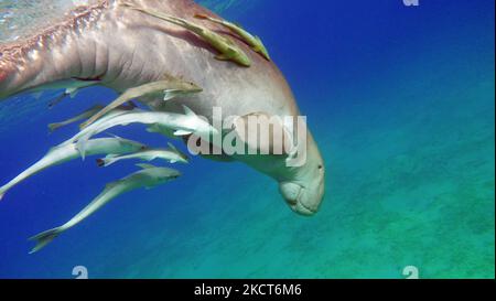 Dugong. Baby dugong from the bay of Mars Mubarak Dugongo. Sea Cow in Marsa Alam. Marsa Mubarak bay. Stock Photo