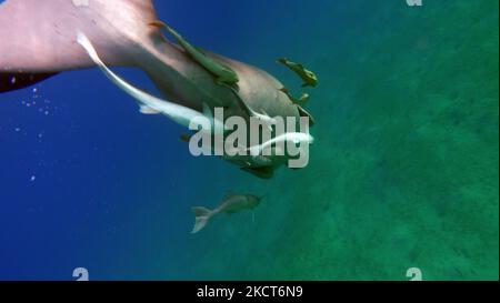 Dugong. Baby dugong from the bay of Mars Mubarak Dugongo. Sea Cow in Marsa Alam. Marsa Mubarak bay. Stock Photo