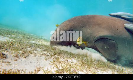 Dugong. Baby dugong from the bay of Mars Mubarak Dugongo. Sea Cow in Marsa Alam. Marsa Mubarak bay. Stock Photo