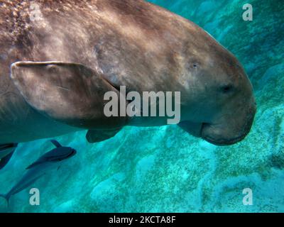 Dugong. Baby dugong from the bay of Mars Mubarak Dugongo. Sea Cow in Marsa Alam. Marsa Mubarak bay. Stock Photo