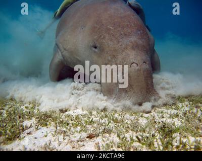 Dugong. Baby dugong from the bay of Mars Mubarak Dugongo. Sea Cow in Marsa Alam. Marsa Mubarak bay. Stock Photo