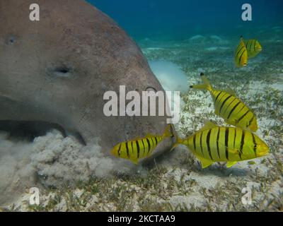 Dugong. Baby dugong from the bay of Mars Mubarak Dugongo. Sea Cow in Marsa Alam. Marsa Mubarak bay. Stock Photo