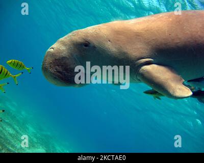 Dugong. Baby dugong from the bay of Mars Mubarak Dugongo. Sea Cow in Marsa Alam. Marsa Mubarak bay. Stock Photo