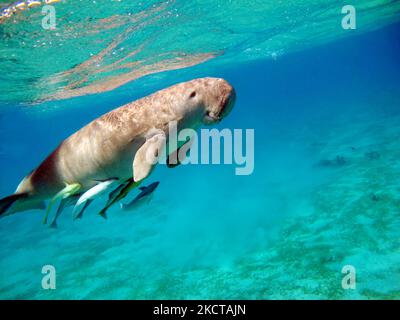 Dugong. Baby dugong from the bay of Mars Mubarak Dugongo. Sea Cow in Marsa Alam. Marsa Mubarak bay. Stock Photo