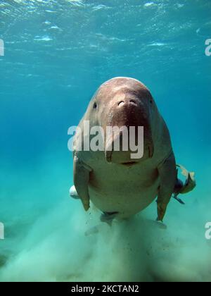 Dugong. Baby dugong from the bay of Mars Mubarak Dugongo. Sea Cow in Marsa Alam. Marsa Mubarak bay. Stock Photo