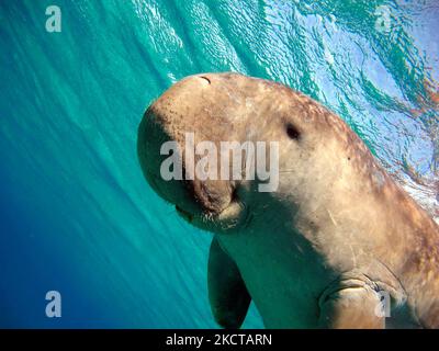 Dugong. Baby dugong from the bay of Mars Mubarak Dugongo. Sea Cow in Marsa Alam. Marsa Mubarak bay. Stock Photo