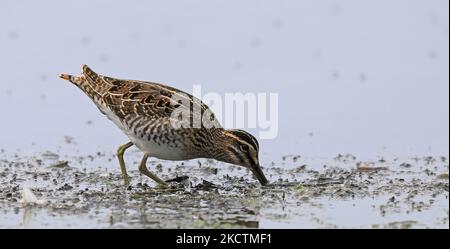 Common snipe, foraging in wetland