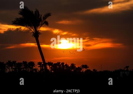 The Palm trees is seen in the picture during Sunset in Deir Al- Balah city, in central Gaza Strip, on Friday, November 12, 2021. (Photo by Sameh Rahmi/NurPhoto) Stock Photo