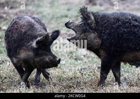 Mangalica breeding pigs are seen at the farm in Sulkowice, Poland on November 14, 2021. (Photo by Jakub Porzycki/NurPhoto) Stock Photo