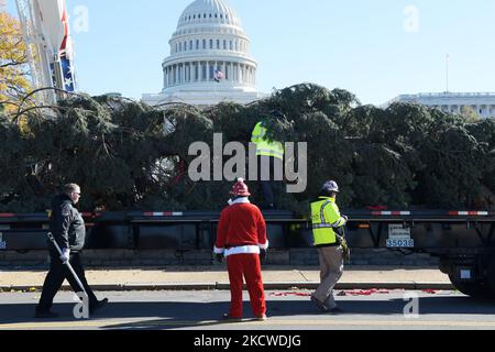 US Capitol Christmas Tree named Sugar Bear arrives from California to DC for holidays season, today on November 19, 2021 at West Lawn/Capitol Hill in Washington DC, USA. (Photo by Lenin Nolly/NurPhoto) Stock Photo