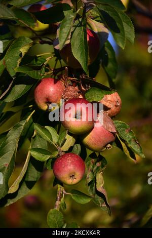 Apples are left to rot on the tree in autumn while the sun shines on them in the late afternoon. Stock Photo