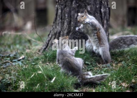 Eastern gray squirrels (Sciurus carolinensis) wrestle before mating in Toronto, Ontario, Canada, on April 18, 2011. (Photo by Creative Touch Imaging Ltd./NurPhoto) Stock Photo