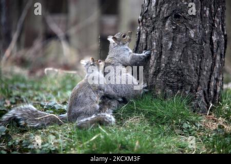 Eastern gray squirrels (Sciurus carolinensis) wrestle before mating in Toronto, Ontario, Canada, on April 18, 2011. (Photo by Creative Touch Imaging Ltd./NurPhoto) Stock Photo
