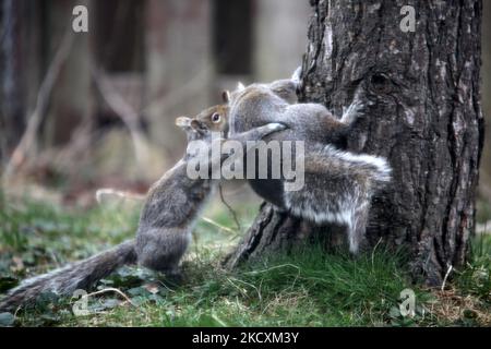 Eastern gray squirrels (Sciurus carolinensis) wrestle before mating in Toronto, Ontario, Canada, on April 18, 2011. (Photo by Creative Touch Imaging Ltd./NurPhoto) Stock Photo