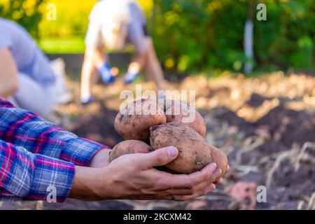 A farmer holds a freshly harvested potato crop in his hands. selective focus Stock Photo