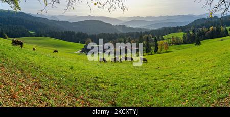 Herbstlicher Panoramablick über den Bregenzerwald mit Kühen auf der Weide, Bauernhäusern und bunten Blättern auf grünen Wiesen, Wälder und Berge Stock Photo