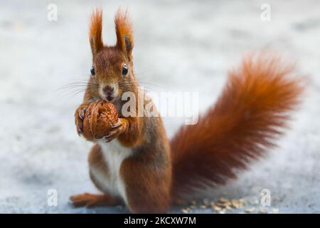 A red squirrel is seen with a nut in Krakow, Poland on December 13, 2021. (Photo by Jakub Porzycki/NurPhoto) Stock Photo
