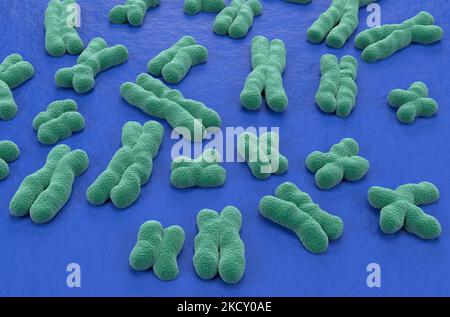 Human chromosomes (23 + X, Y) structures made of protein and a single molecule of DNA - isometric view 3d illustration Stock Photo
