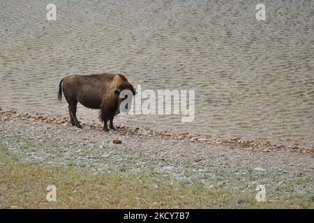 A plain bison inside the Bison Paddock Loop Road, Waterton Lakes ...