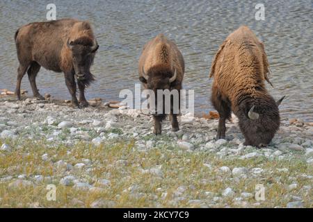 A small herd of plains bison inside the Bison Paddock Loop Road ...