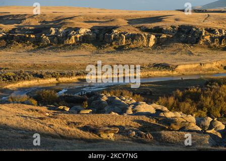 The Writing-on-Stone Provincial park preserves spectacular badlands, riparian habitats and grasslands along the Milk River. Writing-on-Stone's landscapes have spiritual significance for the Blackfoot people. The petroglyphs and pictographs on the park's sandstone cliffs are protected as a legacy to this spiritual connection. On Wednesday, 6 October 2021, in Milk River, Alberta, Canada. (Photo by Artur Widak/NurPhoto) Stock Photo