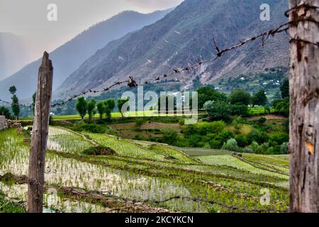 Rice saplings in a rice field in Kangan, Kashmir, India, on June 23, 2010. (Photo by Creative Touch Imaging Ltd./NurPhoto) Stock Photo