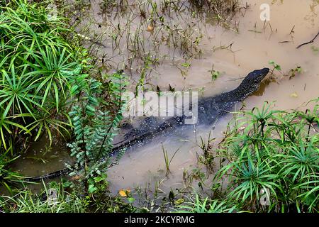 Asian water monitor (Varanus salvator) lizard along the banks of the Mahaweli River in Polgolla, Sri Lanka, on September 04, 2017. (Photo by Creative Touch Imaging Ltd./NurPhoto) Stock Photo