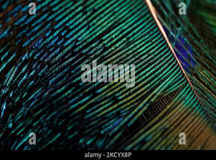Green feather lines abstract design pattern texture background wallpaper. exotic bird feather macro. natural background. details of green feather. Stock Photo