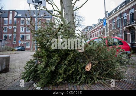 People started to put their Christmas trees on the street next to the local rubbish container, or in the spot where they usually place their personal rubbish bins for collection to the daily pick-up service arranged by the municipality, in Nijmegen, on January 8th, 2022. (Photo by Romy Arroyo Fernandez/NurPhoto) Stock Photo