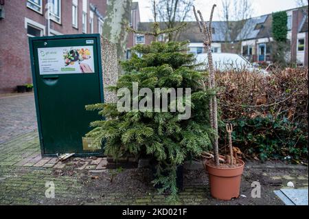 People started to put their Christmas trees on the street next to the local rubbish container, or in the spot where they usually place their personal rubbish bins for collection to the daily pick-up service arranged by the municipality, in Nijmegen, on January 8th, 2022. (Photo by Romy Arroyo Fernandez/NurPhoto) Stock Photo