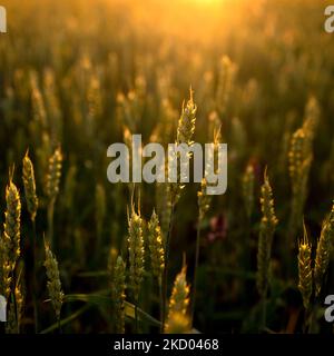 Green ears of wheat at sunset. Unripe crop. Agriculture. Cultivation of wheat. Stock Photo