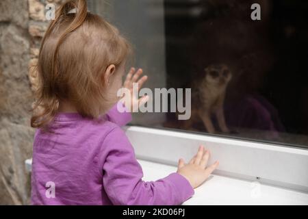 little girl looking at meerkat Stock Photo