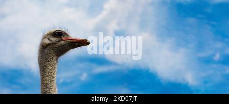 Portrait of straus over sky background, panoramic layout Stock Photo