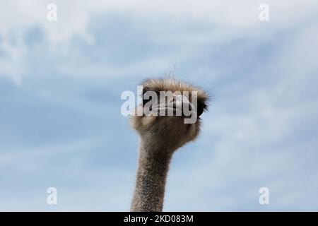 Portrait of straus over sky background Stock Photo