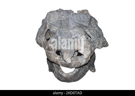 Bradysaurus baini Skull Stock Photo