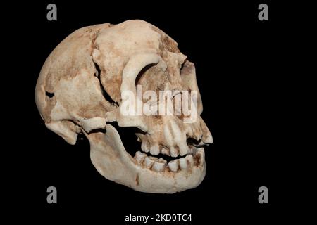 Homo floresiensis ('Flores Man'; nicknamed 'hobbit') Stock Photo
