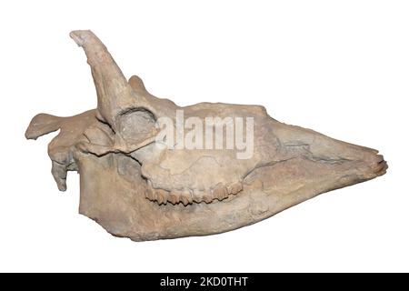 Samotherium boissieri Skull Stock Photo