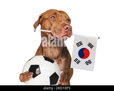 Charming, adorable puppy, holding flag of South Korea and soccer ball. Preparation for the championship and tournament. Closeup, indoors. Studio photo Stock Photo