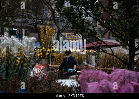 A clerk at a flower market takes care of some festive plants ahead of the Chinese Lunar New Year in Hong Kong on January 26, 2022. (Photo by Leung Man Hei/NurPhoto) Stock Photo