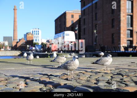 Hartley Quay on the Royal Albert Docks in autumn sunshine, on Liverpool's historic Waterfront, NW England, UK Stock Photo